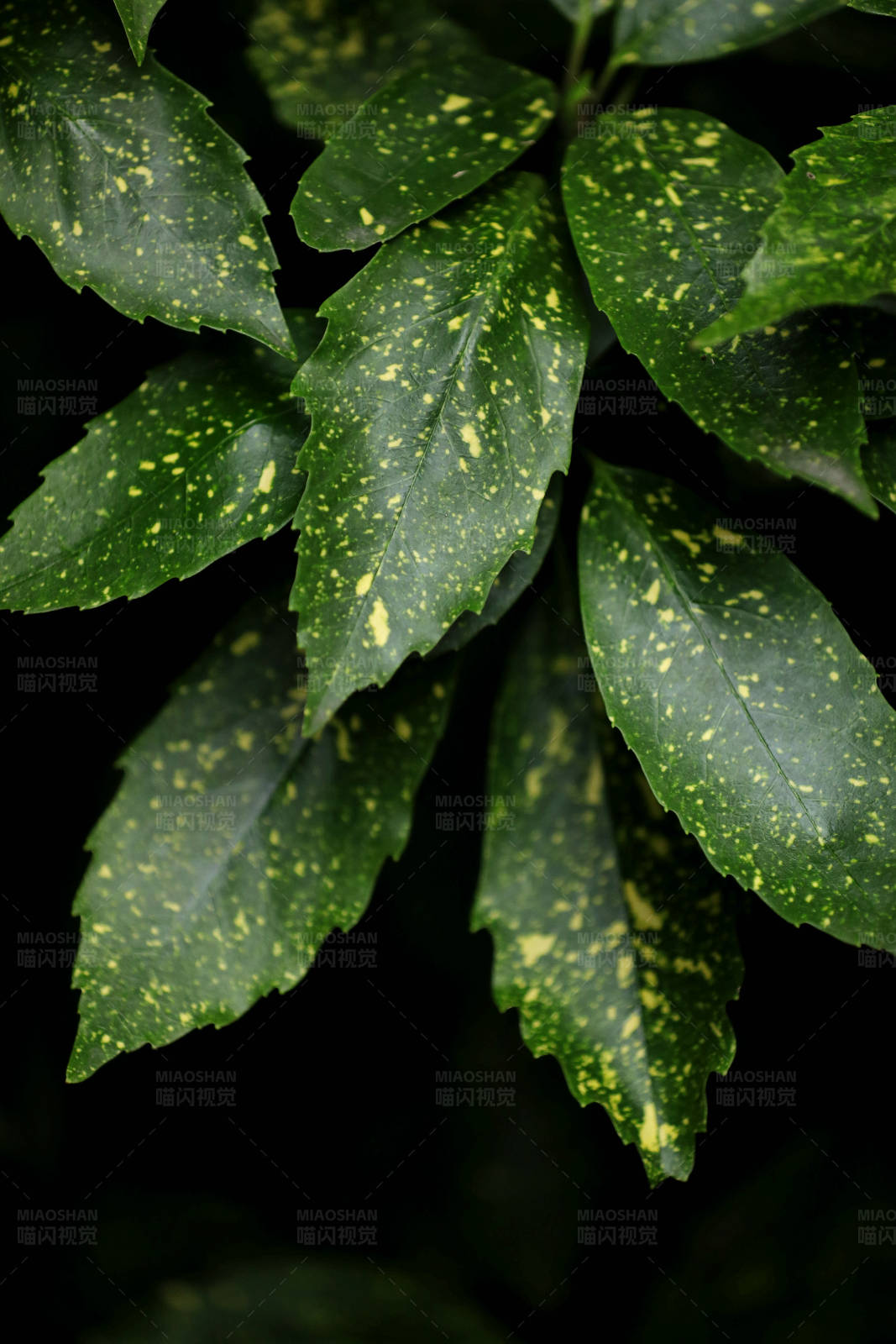 斑点绿叶特写图片