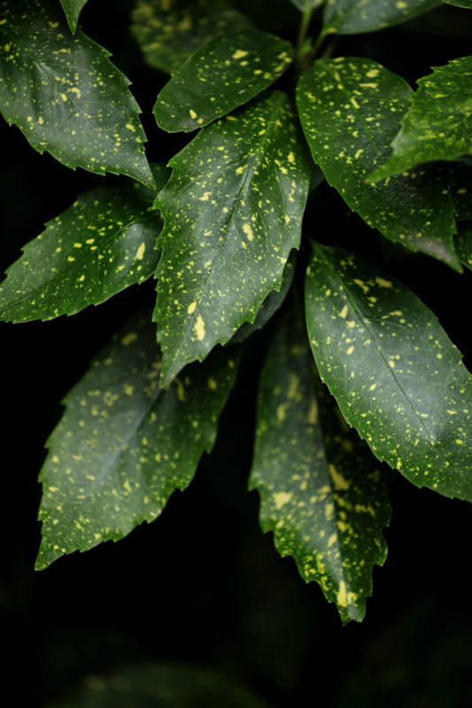 斑点绿叶特写图片