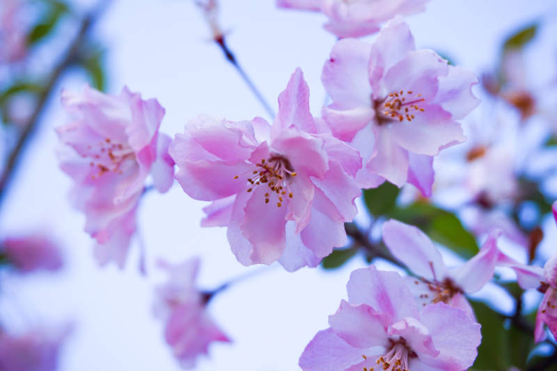 粉色海棠花绽放图片