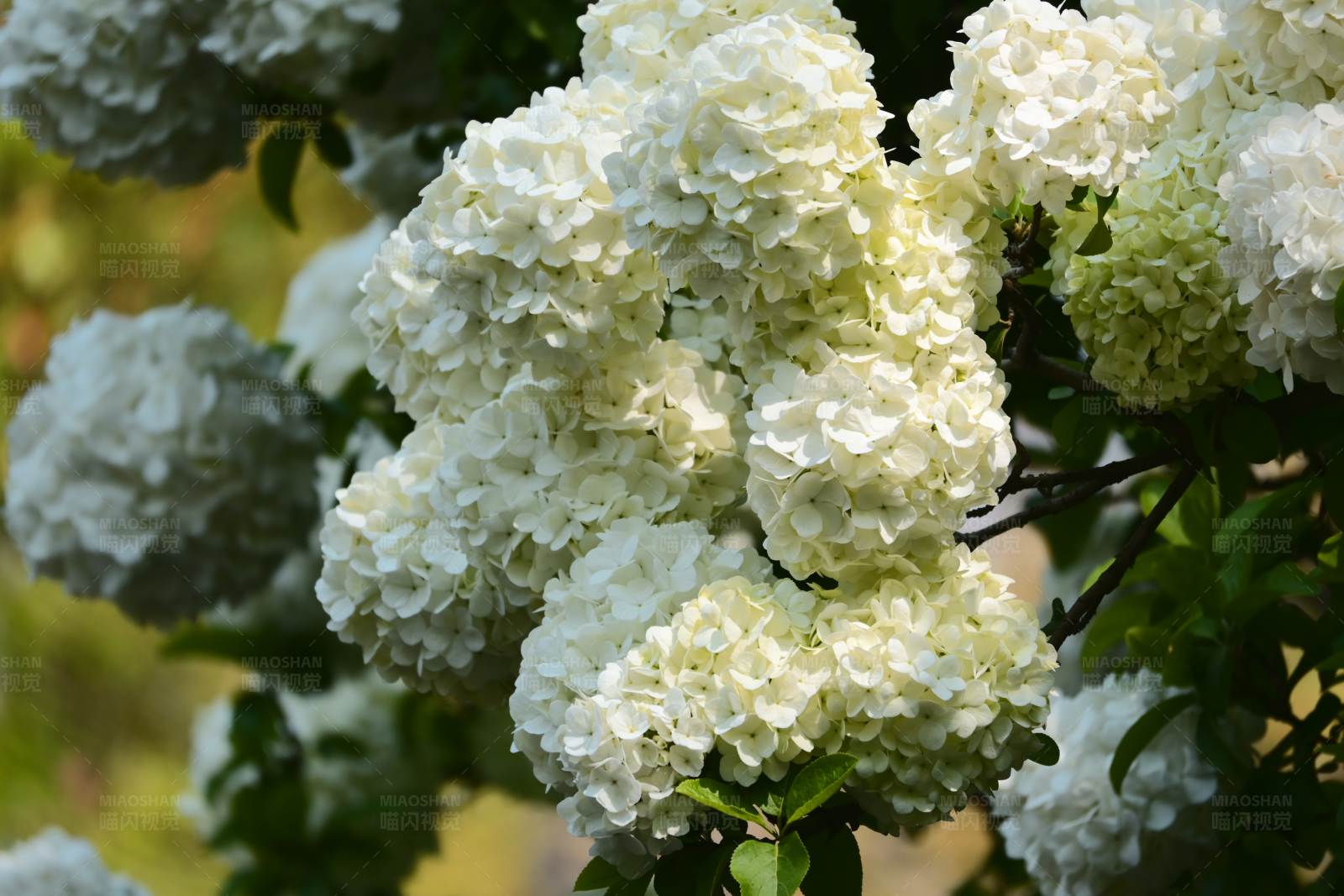 木绣球花盛开图片