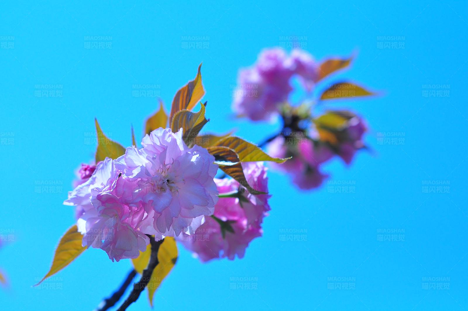 樱花盛开 蓝天相伴图片