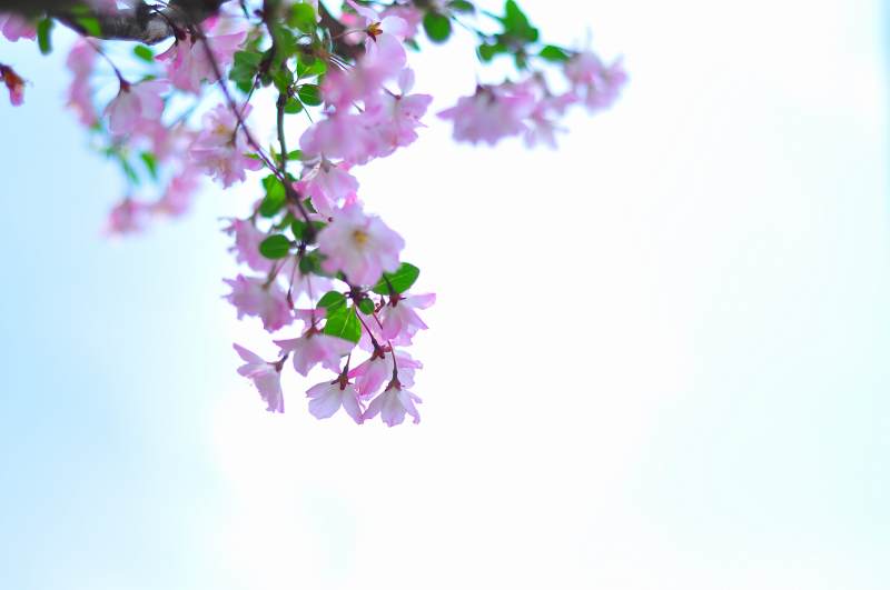 海棠花盛开的春天图片