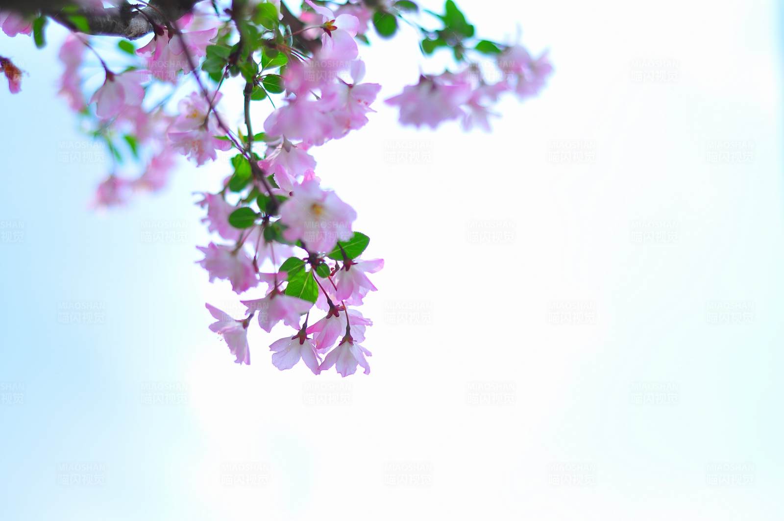 海棠花盛开的春天图片