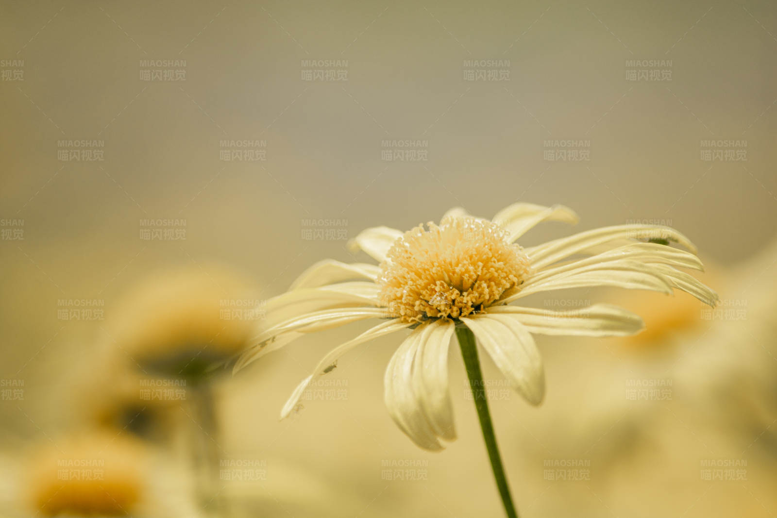 枯萎的花朵图片