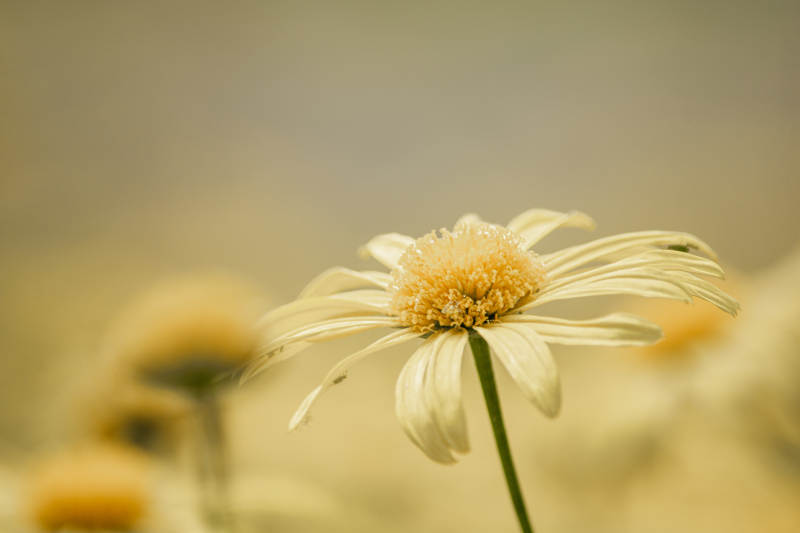 枯萎的花朵图片