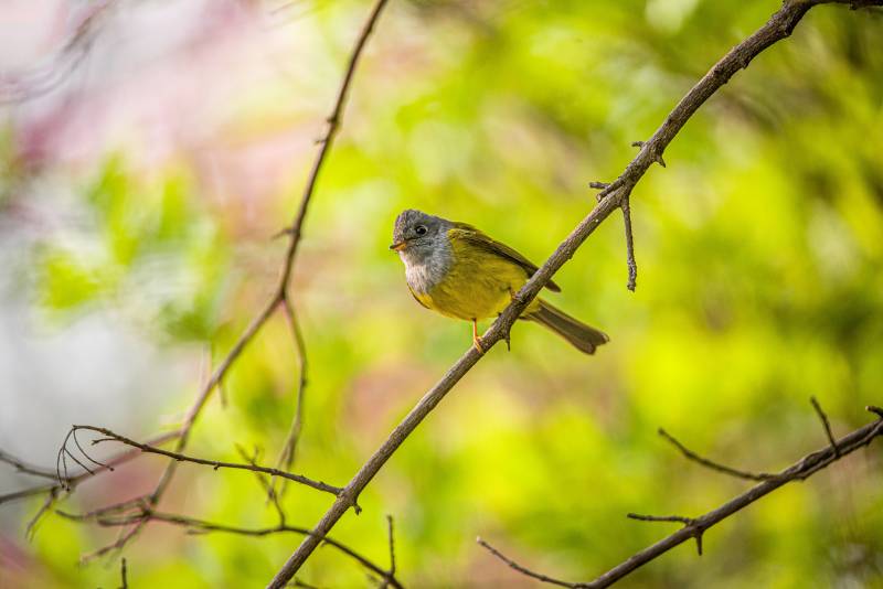 小鸟栖息在树枝上图片