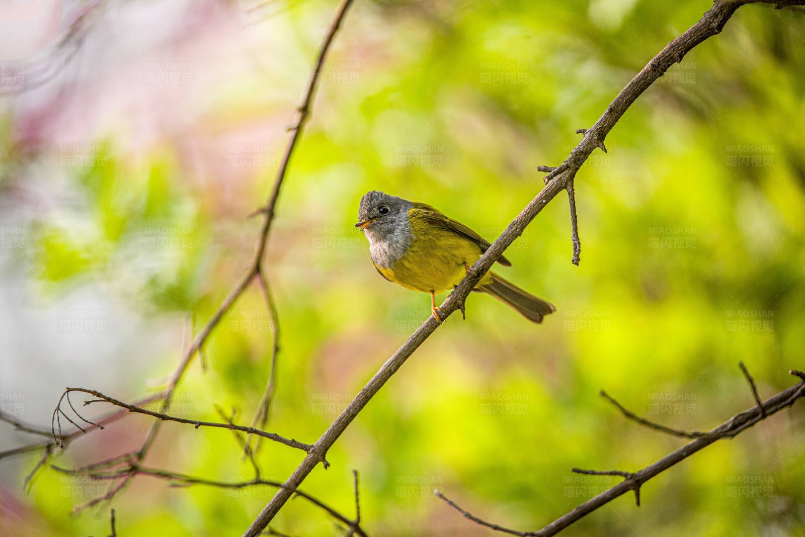 小鸟栖息在树枝上图片