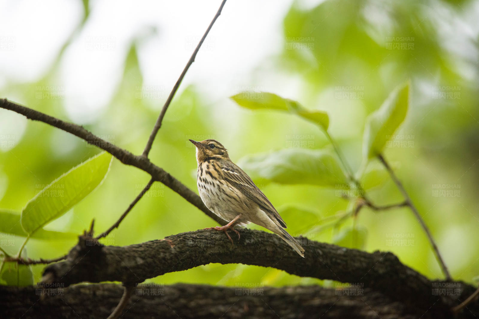 树鹨栖息枝头图片