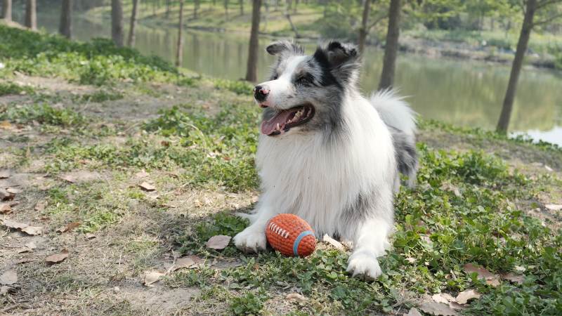 狗狗在河边的草地玩球图片