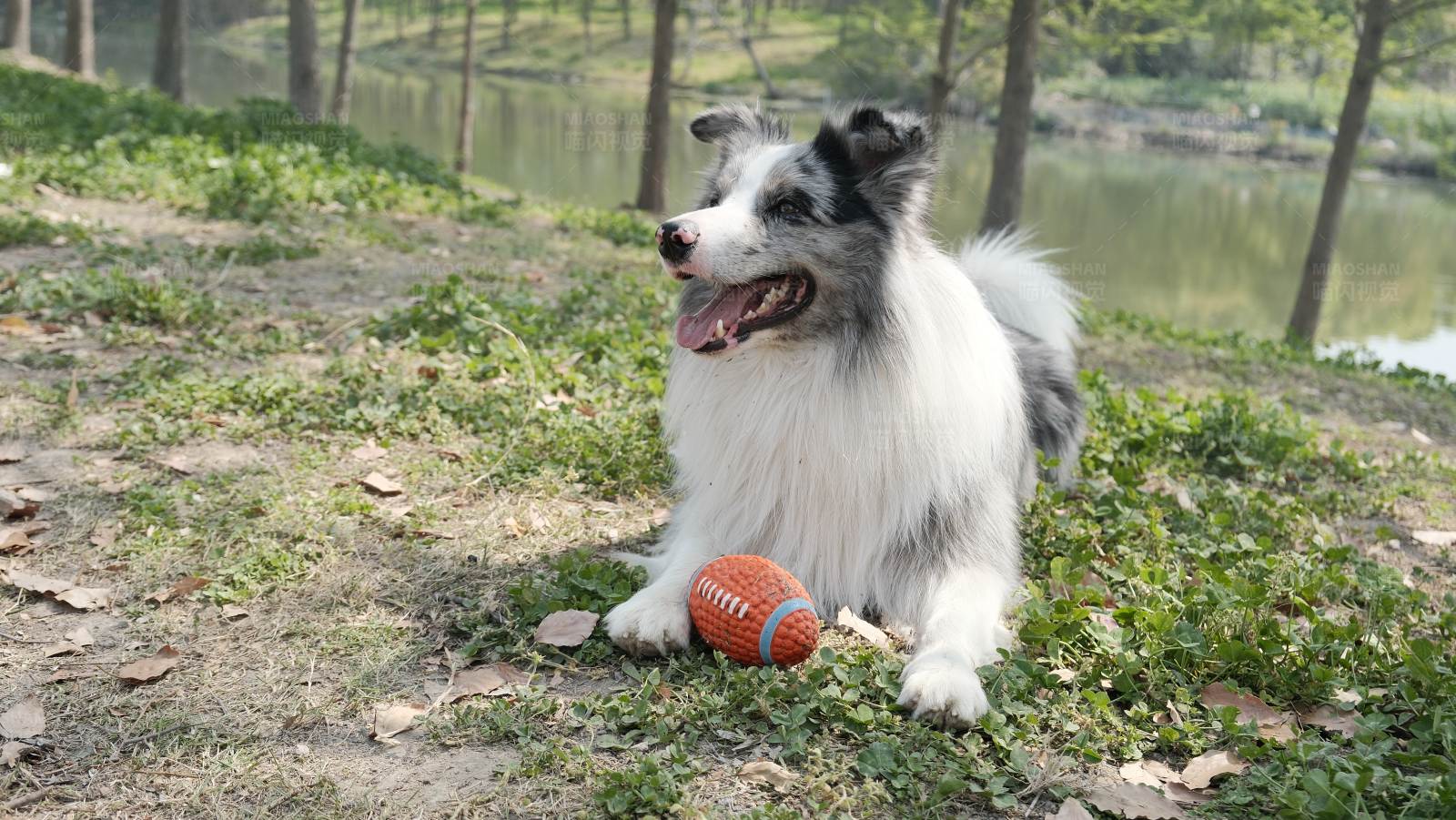 狗狗在河边的草地玩球图片