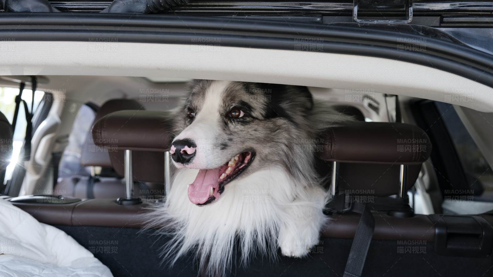 狗狗的公路旅行图片