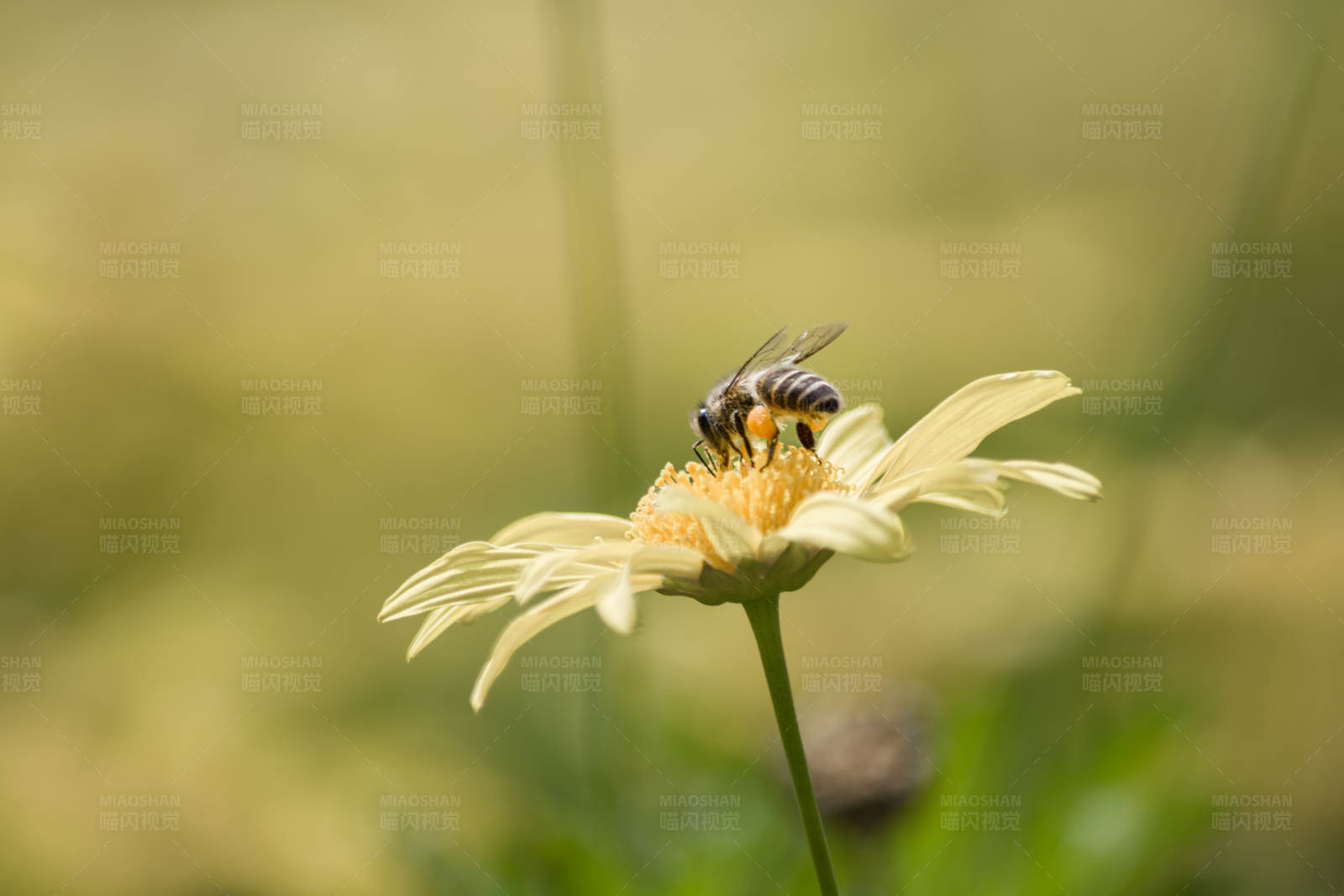 蜜蜂采蜜图片