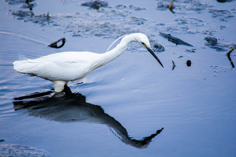 白鹭水中觅食图片