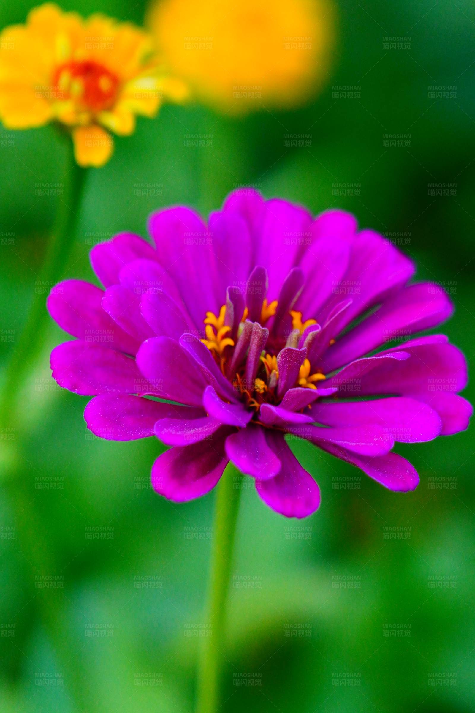 紫色花朵的特写图片