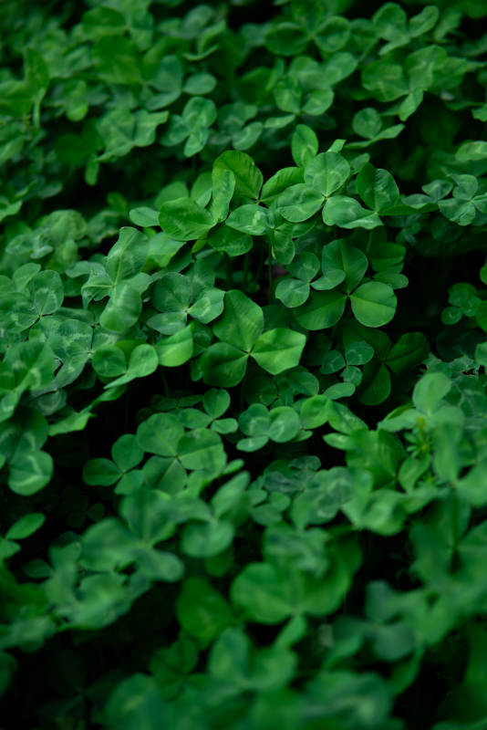 三叶草的绿色世界图片