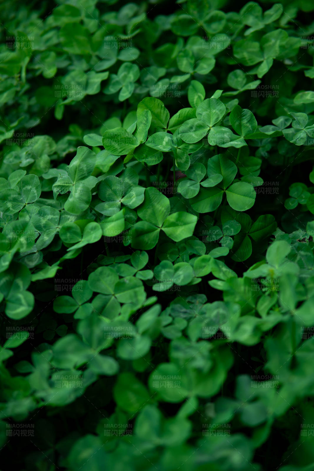 三叶草的绿色世界图片