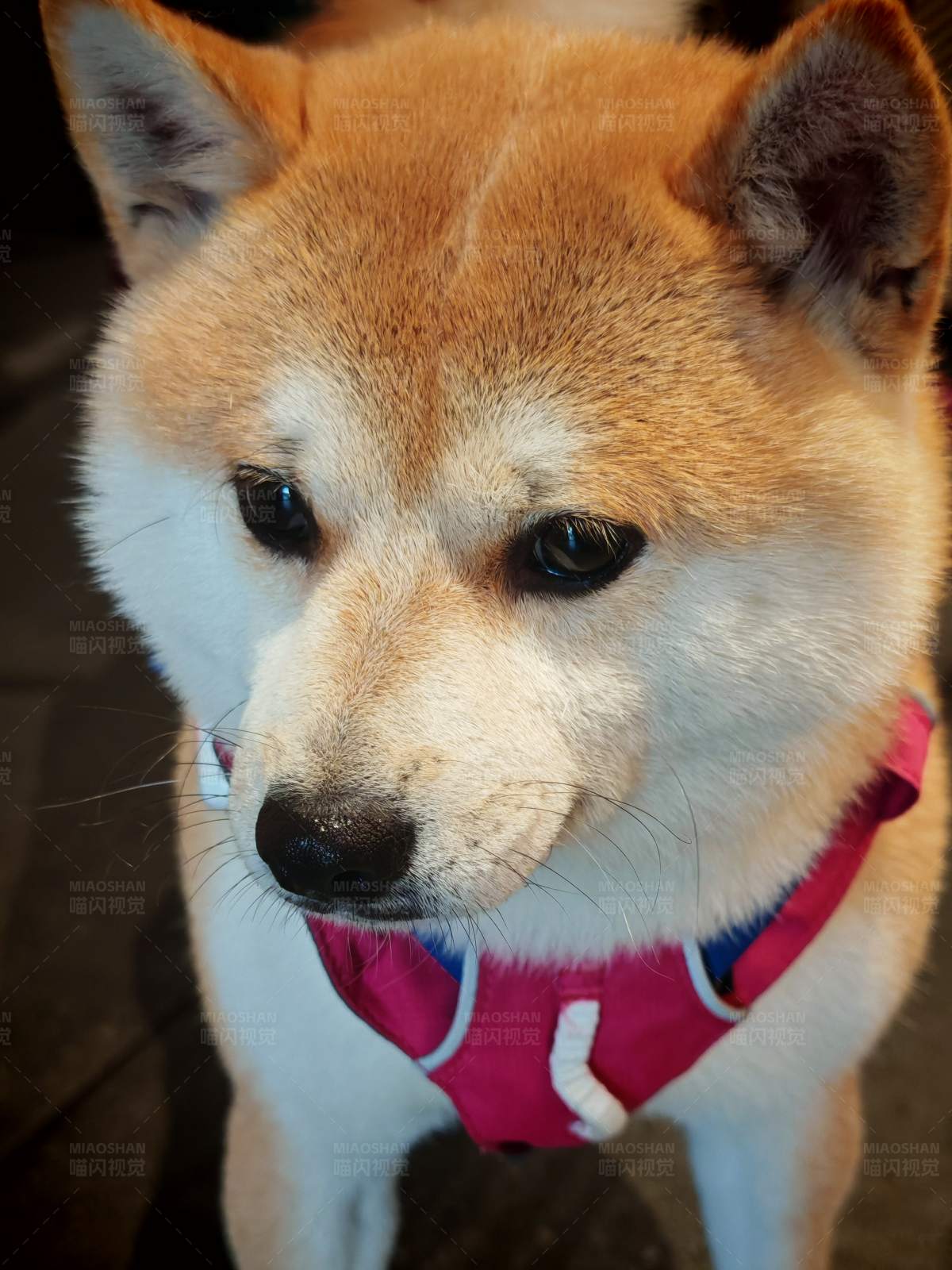 柴犬的可爱瞬间图片