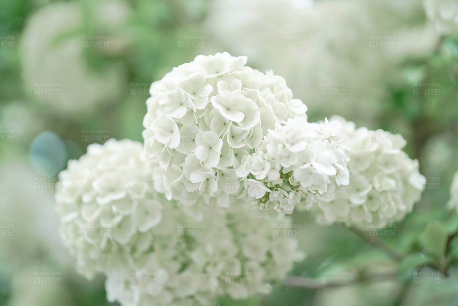 白色绣球花的美丽图片