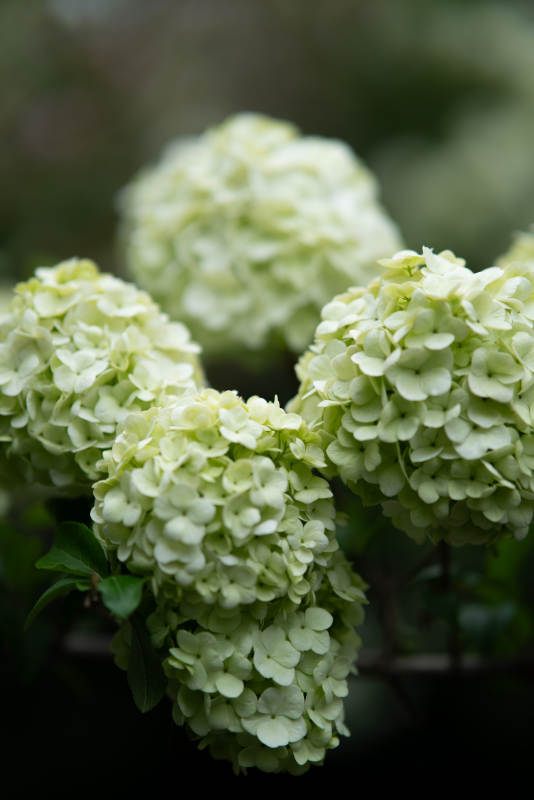 绣球花的美丽绽放图片