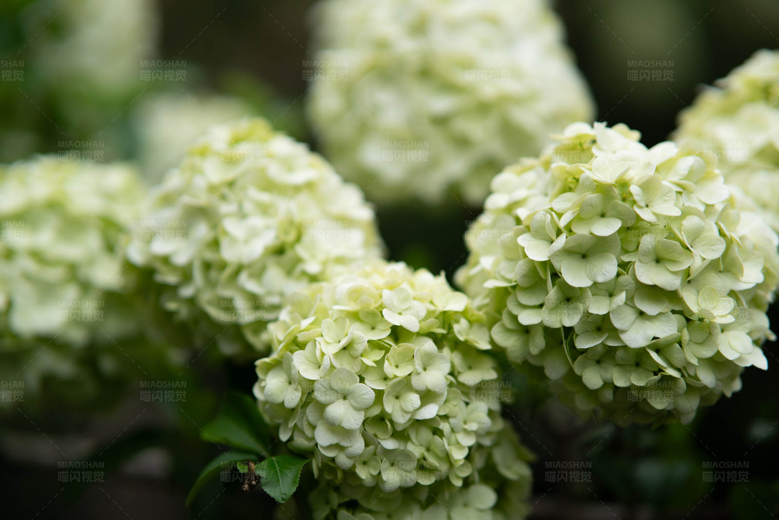 绣球花的美丽绽放图片