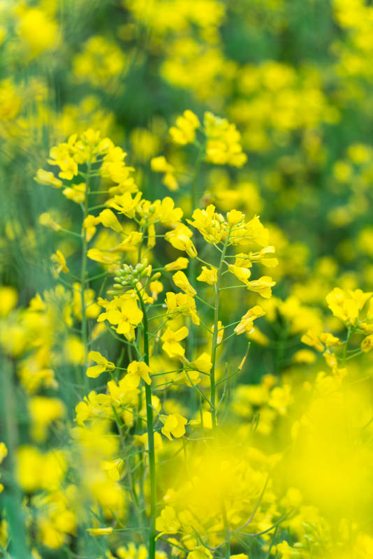 油菜花开满田野图片