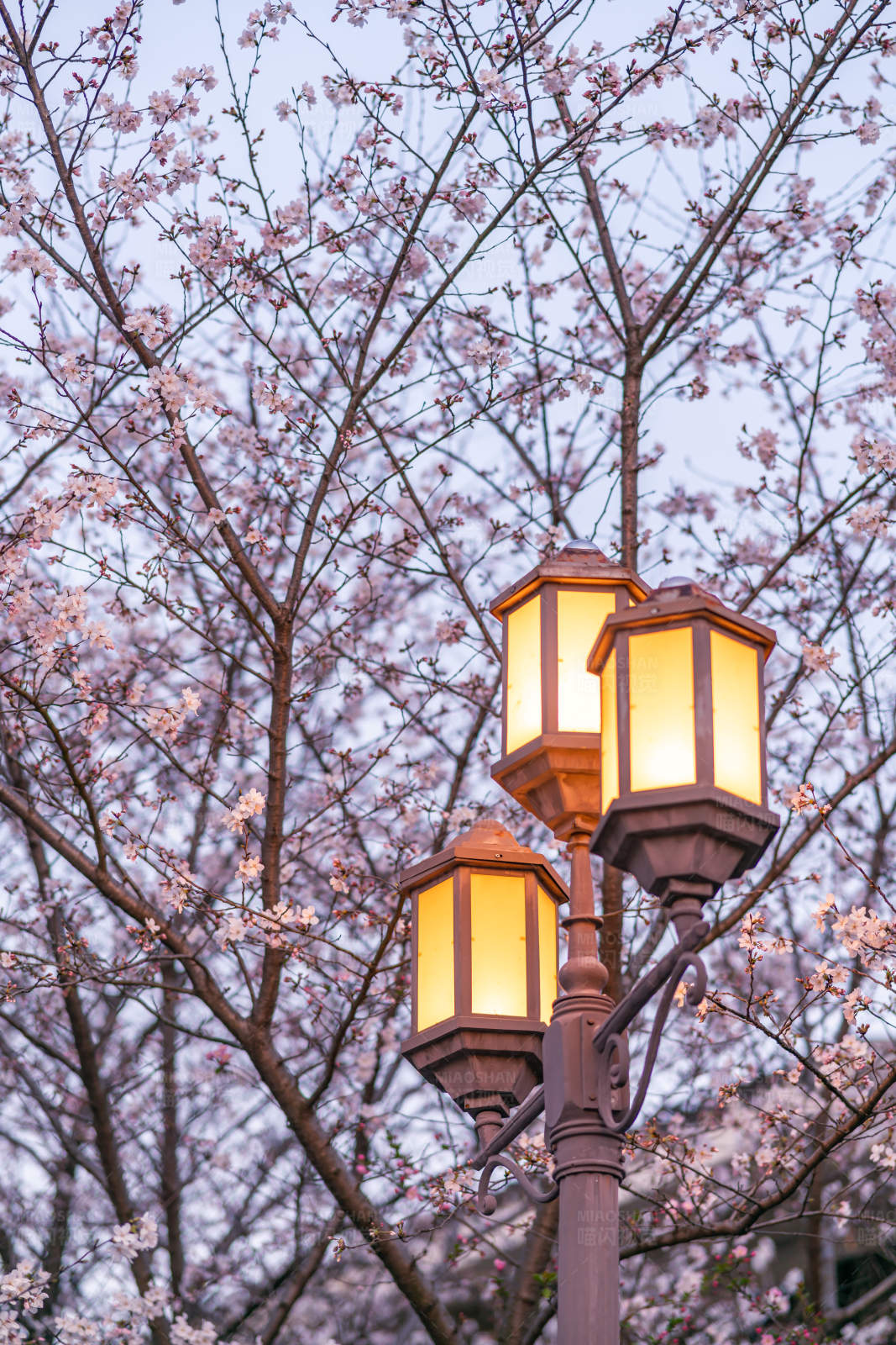 樱花树下的温暖灯光图片