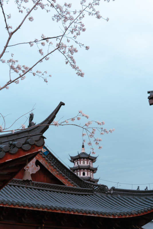 樱花古塔映蓝天图片