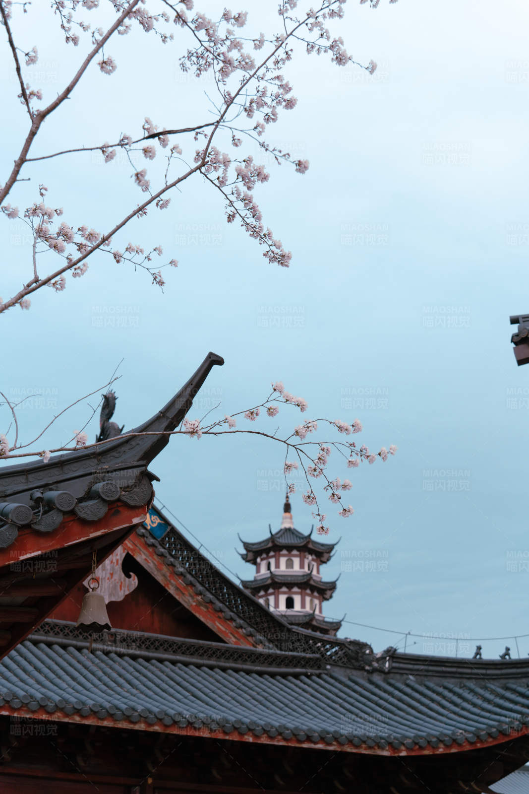 樱花古塔映蓝天图片