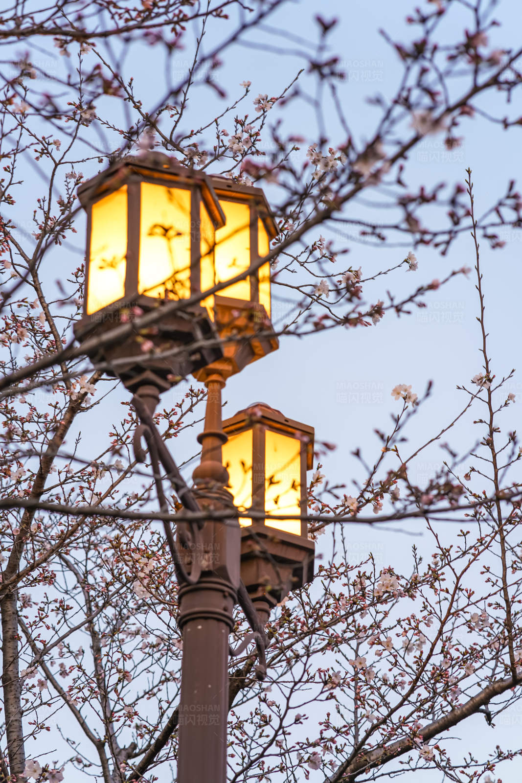 春日花灯映樱花图片