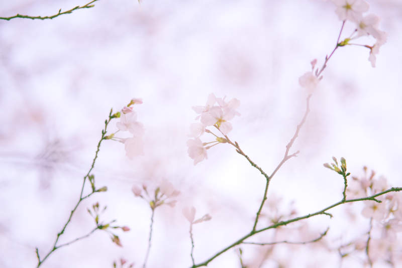 樱花盛开的春天图片