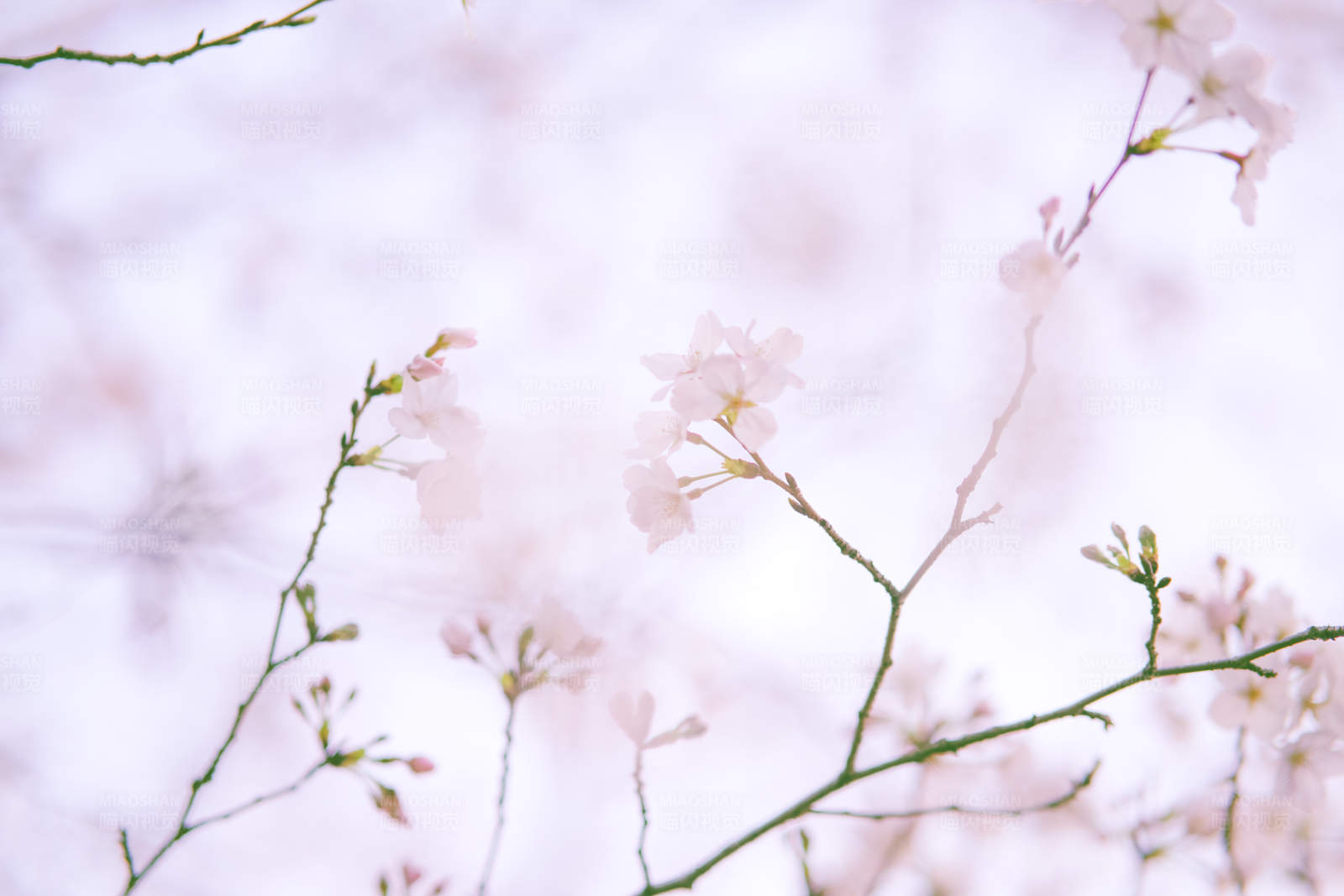 樱花盛开的春天图片