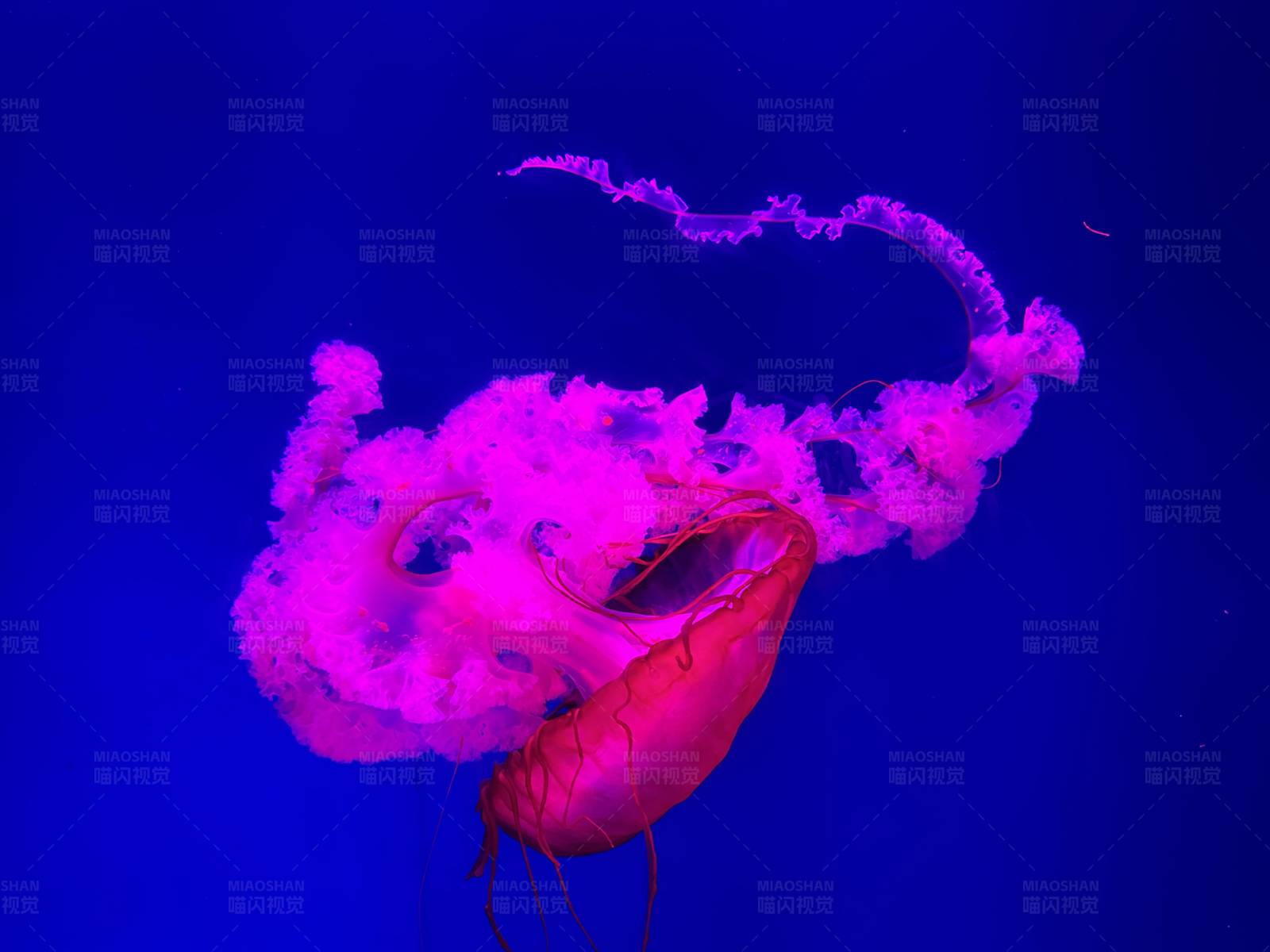 深海中的粉红梦幻图片