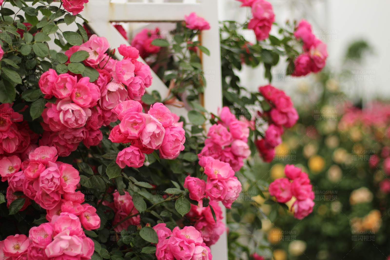 粉色蔷薇花图片