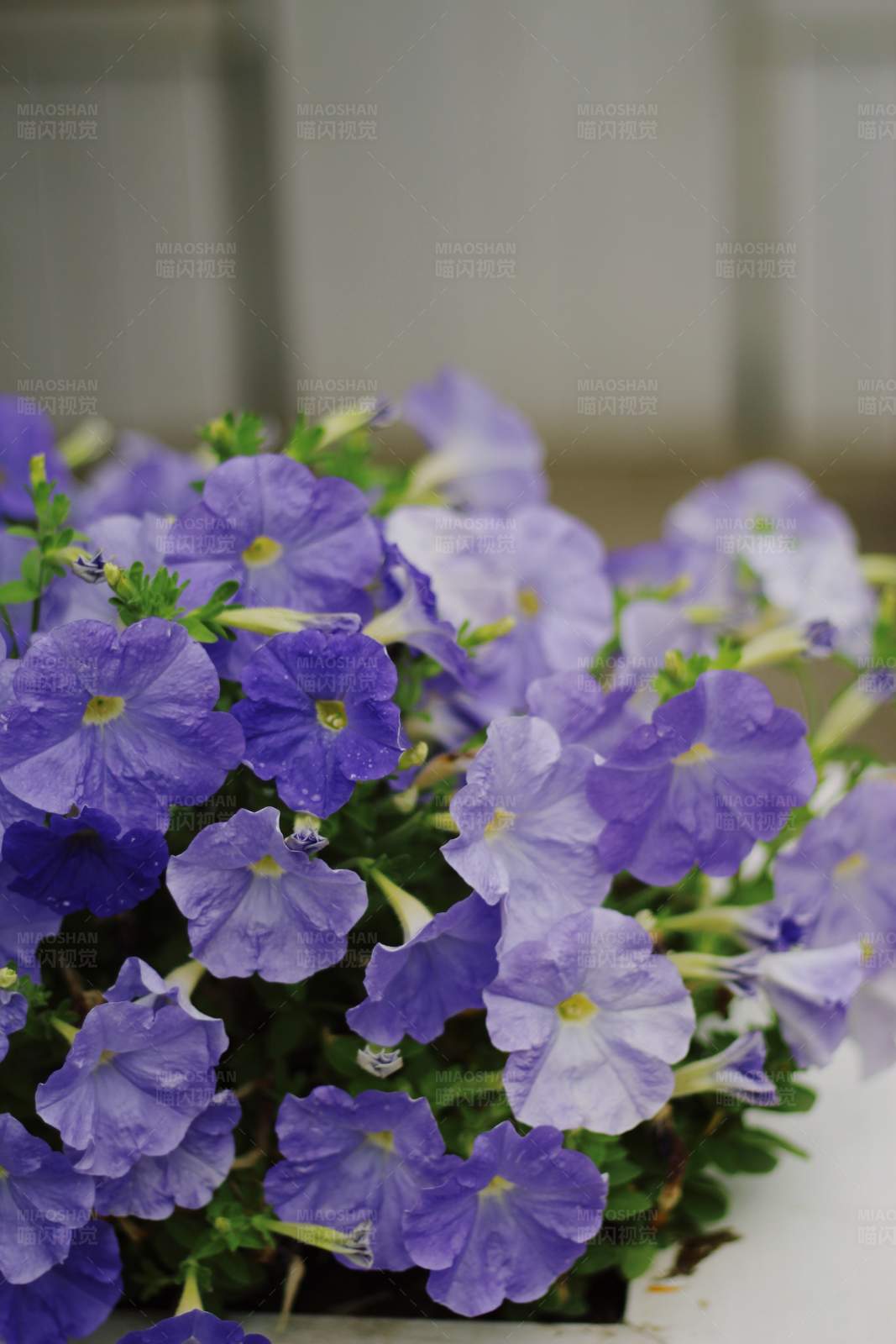 紫色花朵的美丽瞬间图片