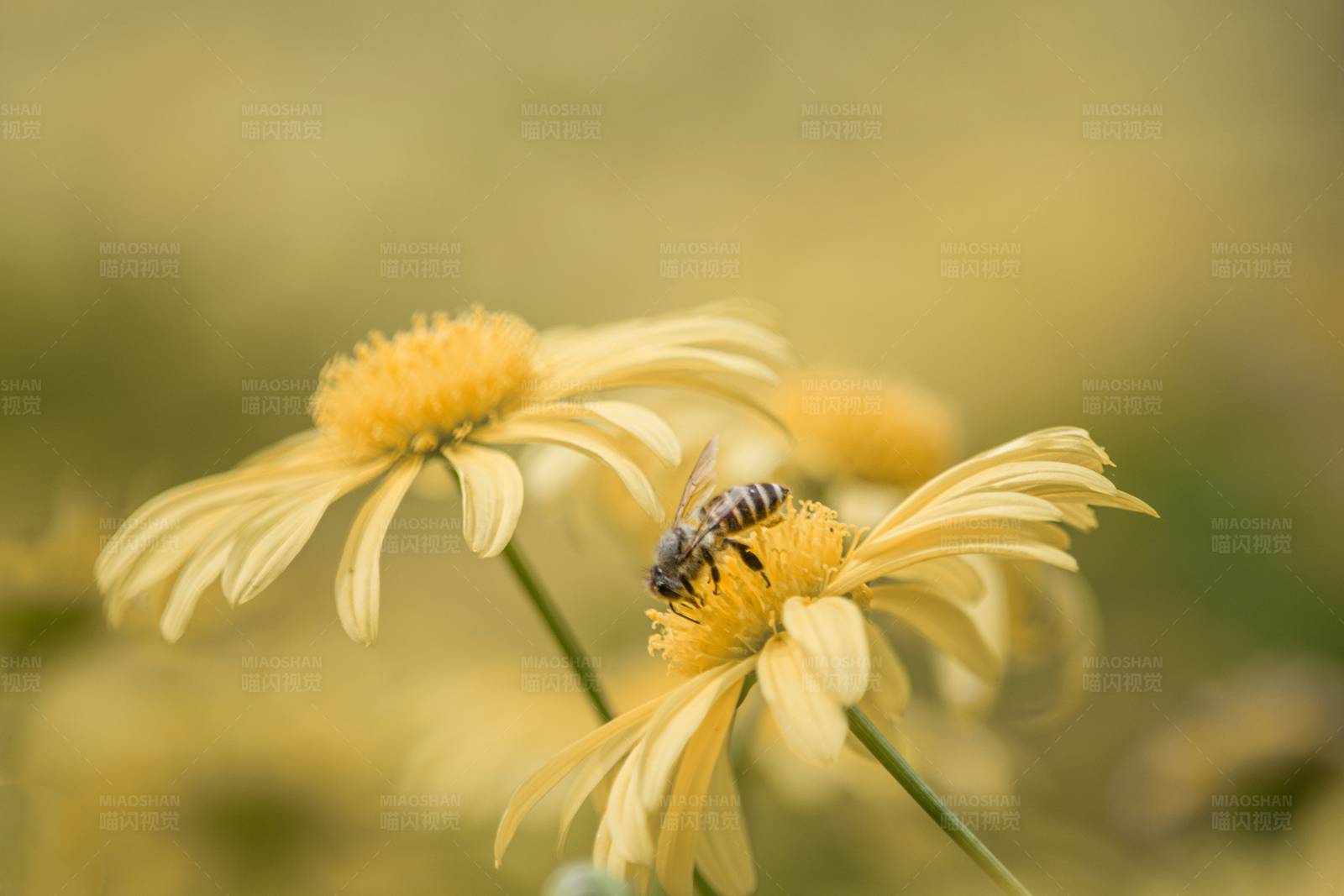 蜜蜂采蜜图片