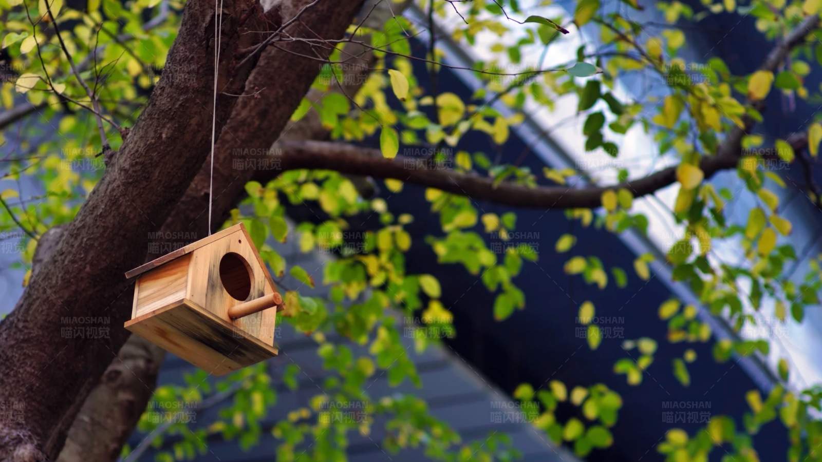 树上的小鸟屋图片