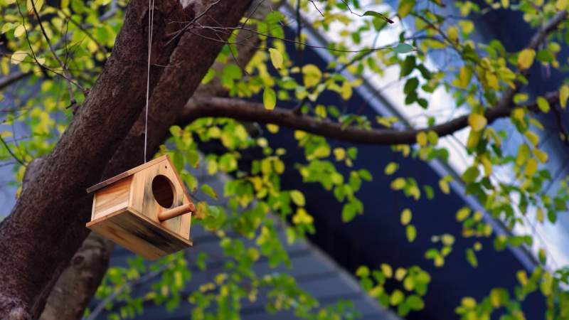 树上的小鸟屋图片