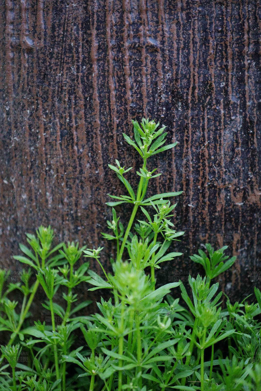 墙边的绿色小植物图片