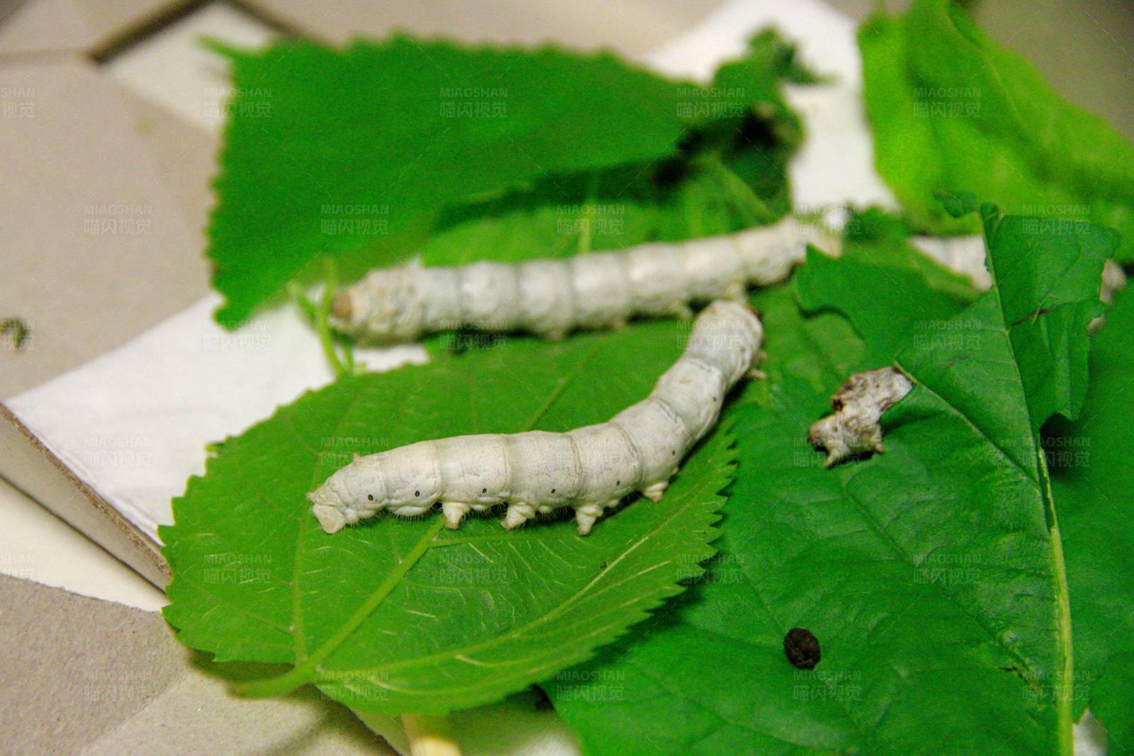 蚕宝宝与桑叶图片