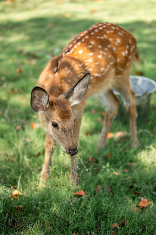 小鹿在草地上吃草图片