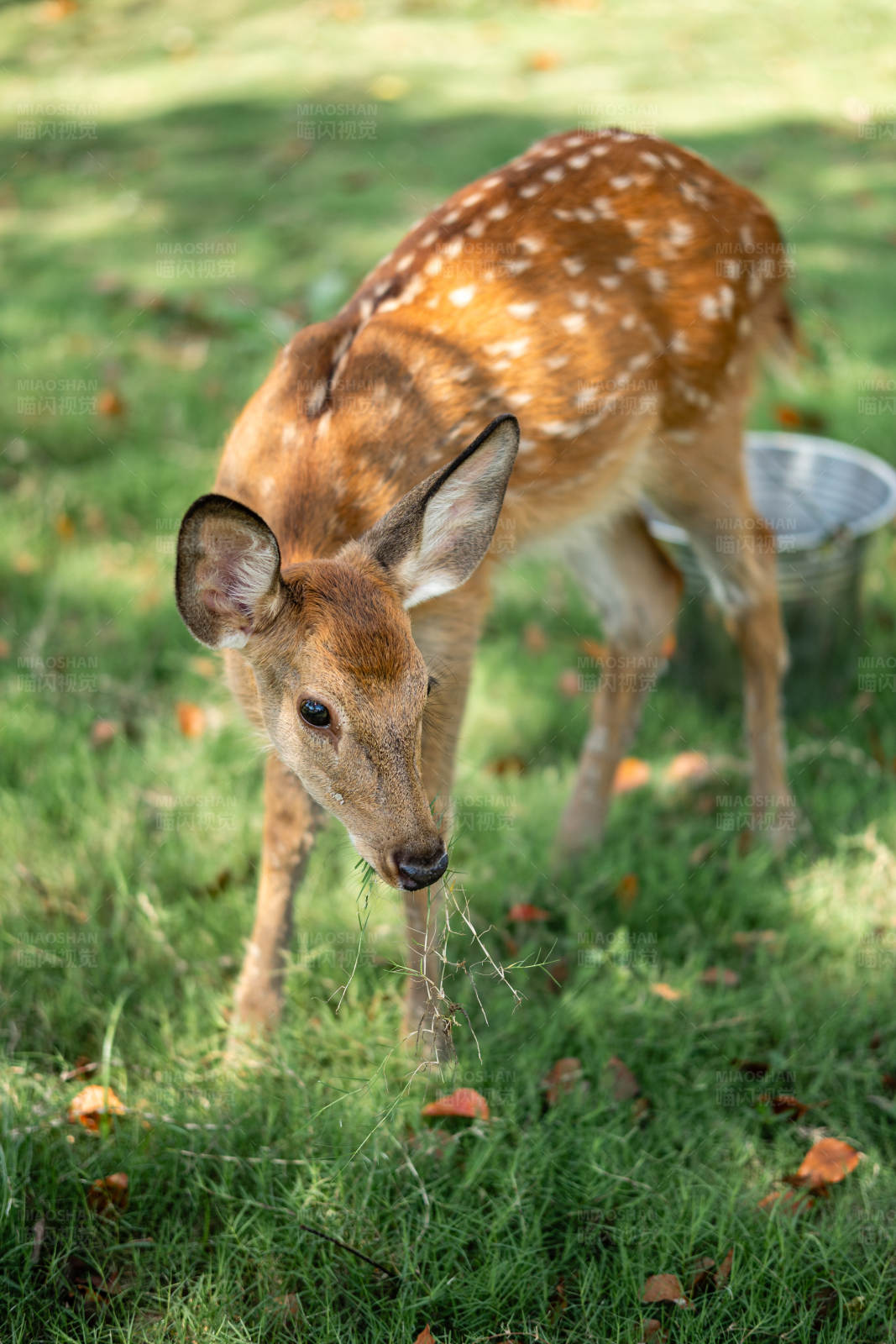小鹿在草地上吃草图片
