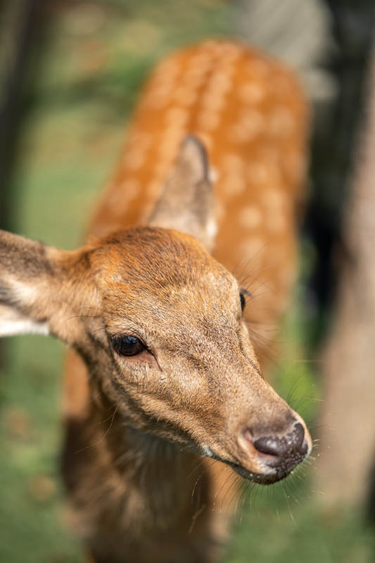 小鹿在森林中图片