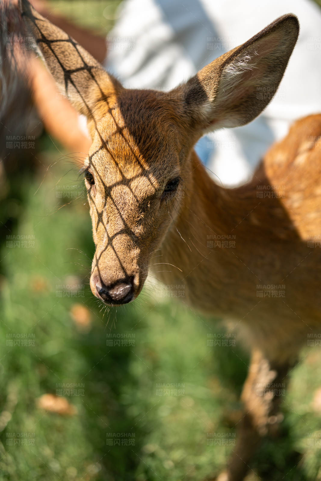 鹿的光影图片