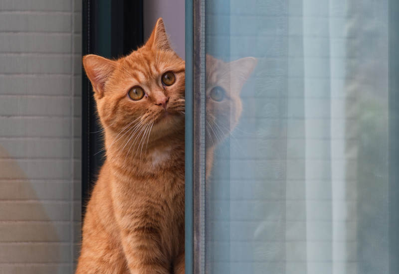 猫咪窗边探头图片