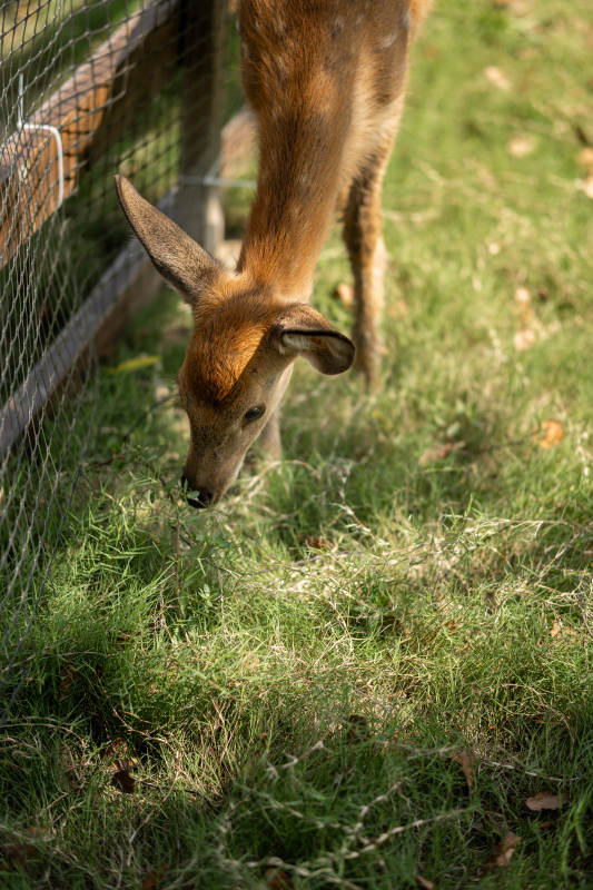 小鹿在篱笆边吃草图片