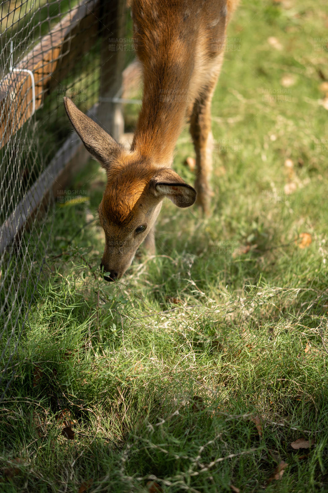 小鹿在篱笆边吃草图片