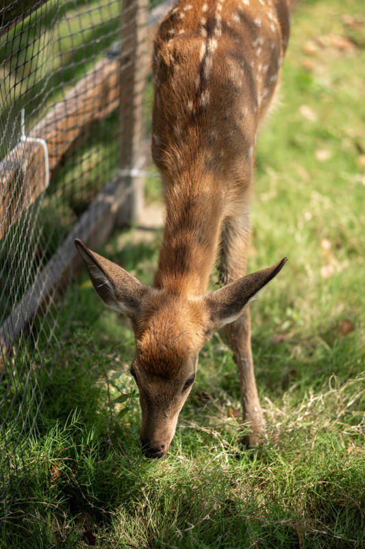 小鹿在草地上吃草图片
