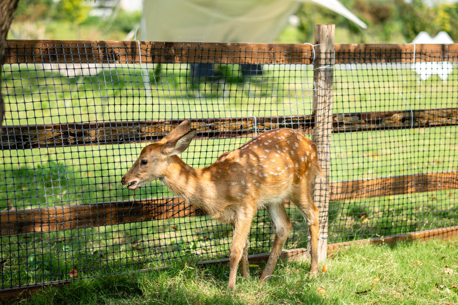 围栏内的小鹿图片