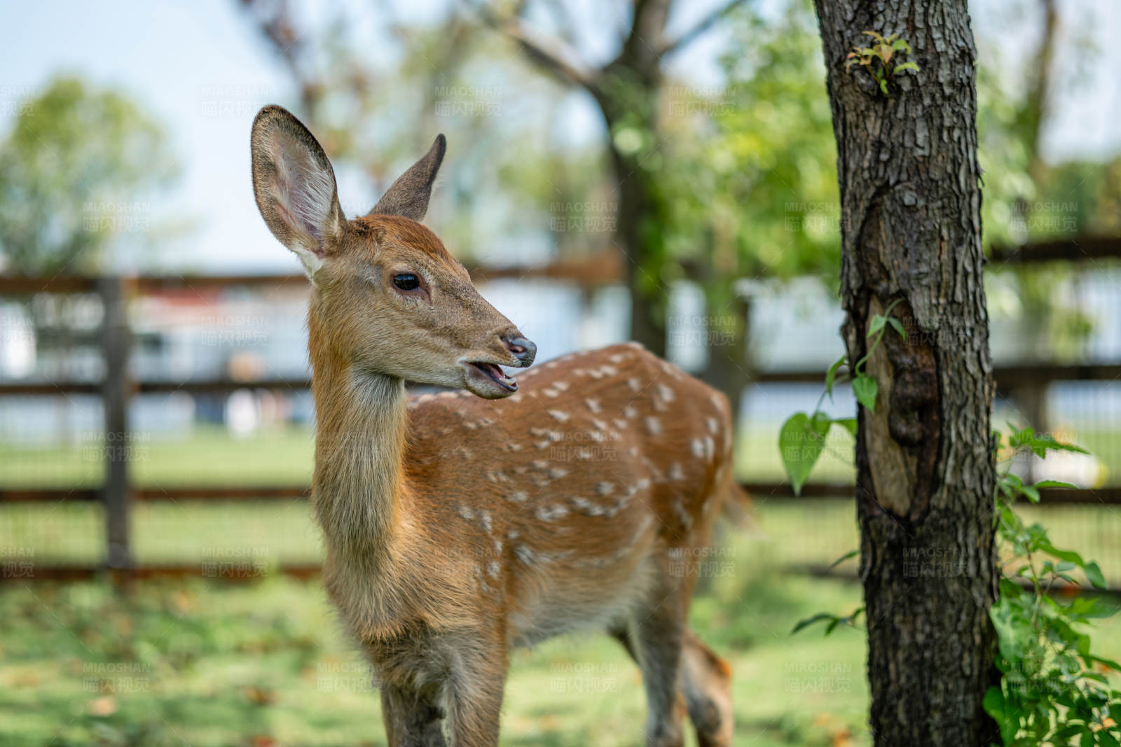 小鹿在树旁吃草图片