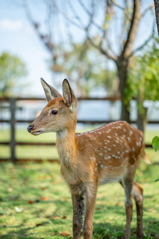 小鹿在草地上图片